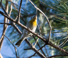 Peucedramus taeniatus