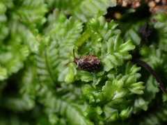Phenacohelix