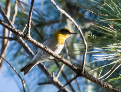 Peucedramus taeniatus