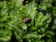 Phenacohelix