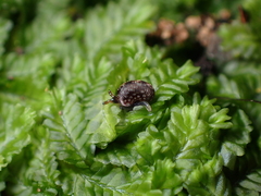 Phenacohelix