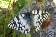 Melanargia russiae