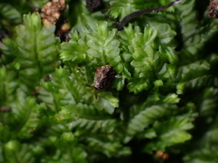 Phenacohelix