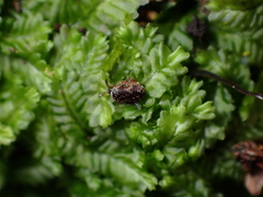 Phenacohelix
