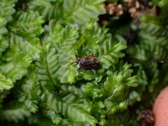Phenacohelix