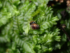 Phenacohelix
