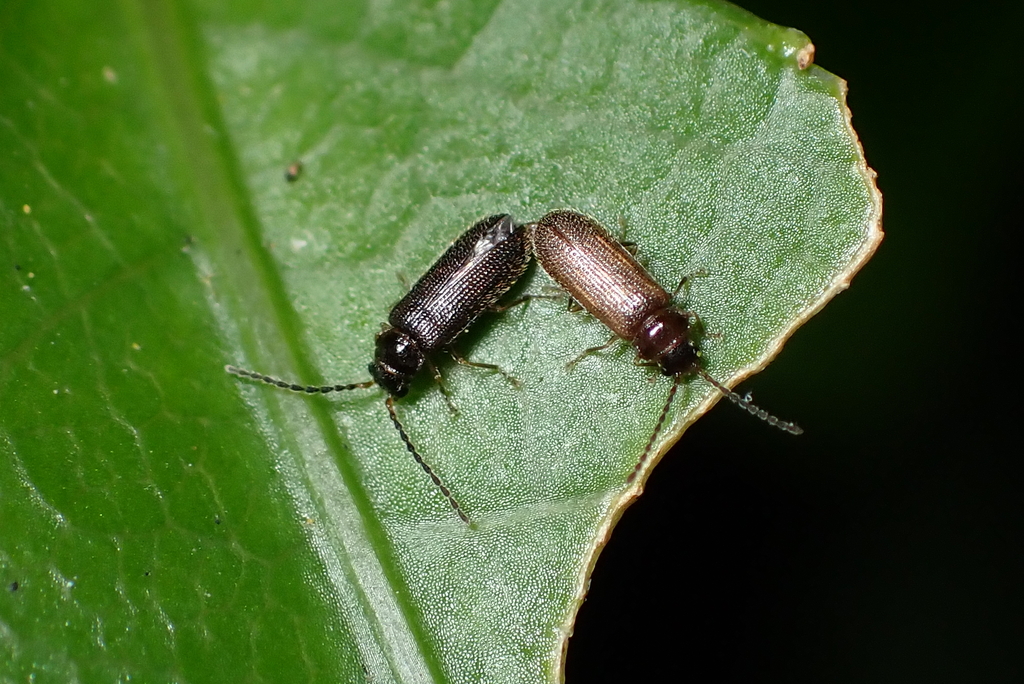 Neoontelus