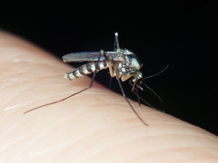 Aedes triseriatus