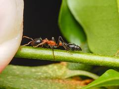 Tetraponera rufonigra