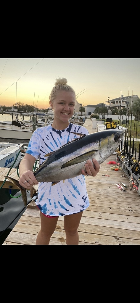 Blackfin Tuna from Bay St, Morehead City, NC, US on October 15, 2022 at ...