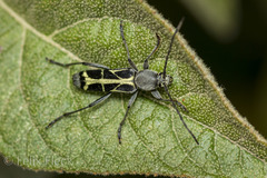 Tanyochraethes clathratus