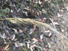 Dichelachne micrantha