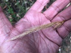 Dichelachne micrantha