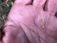 Dichelachne micrantha