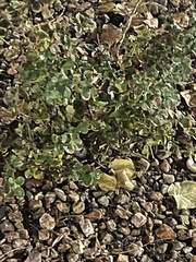 Thalictrum alpinum