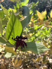 Calycanthus occidentalis
