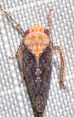 Paraphlepsius fulvidorsum