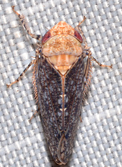 Paraphlepsius fulvidorsum