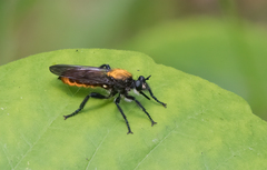 Laphria sericea