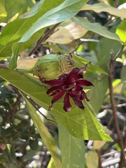 Calycanthus occidentalis