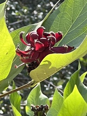 Calycanthus occidentalis