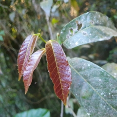Aristolochia laheyana