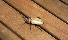 Agrianome spinicollis