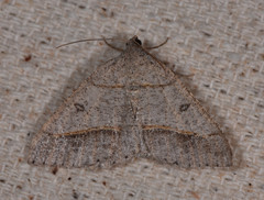 Digrammia neptaria