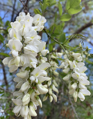 Robinia
