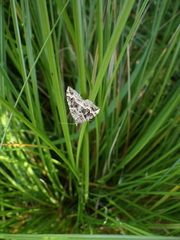 Xanthorhoe semifissata