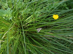 Xanthorhoe semifissata