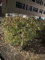 Myricaceae