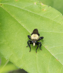 Laphria flavicollis