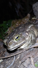 Rhinella arenarum