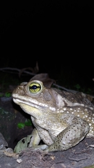 Rhinella arenarum