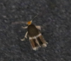 Stigmella apicialbella