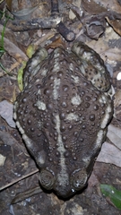 Rhinella arenarum