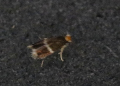 Stigmella apicialbella