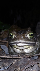 Rhinella arenarum