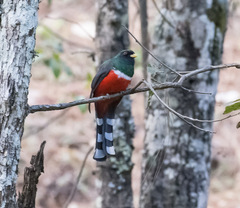 Trogon mexicanus