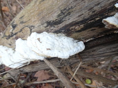 Trametes suaveolens