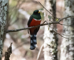 Trogon mexicanus