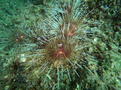 Astropyga pulvinata