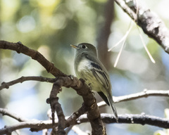 Empidonax affinis