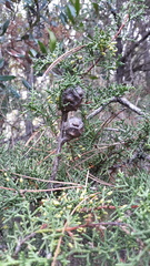 Cupressus pygmaea