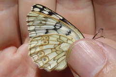 Melanargia russiae