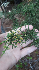 Cupressus pygmaea