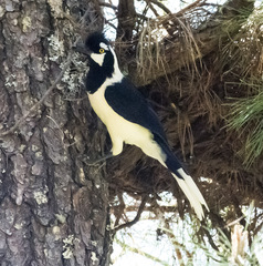 Cyanocorax dickeyi