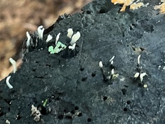 Xylaria hypoxylon