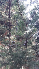 Cupressus pygmaea